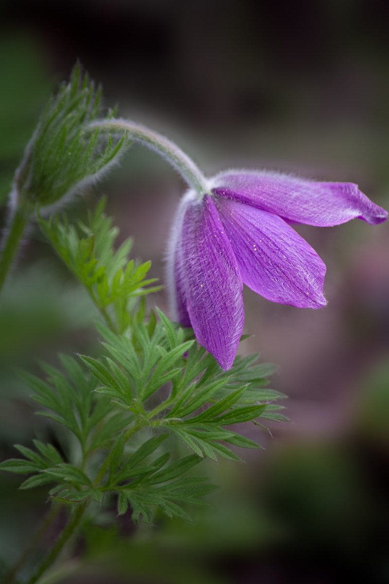 pasque flower, petals, bloom, purple flower, in the garden, sepal, garden, plant part, petal, macro, nature, closeup, purple, 1080P, vulnerability, blossom