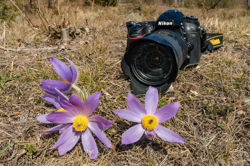 pulsatilla, grass, freshness, digital camera, growth, no people, flower head, bloom, petal, day, field, purple, slr camera, vulnerability, blossom, flowering plant