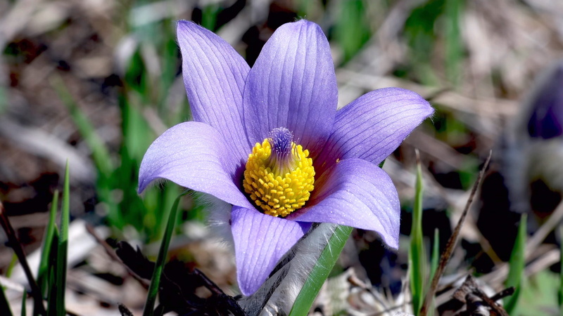 iris, purple, petal, vulnerability, yellow, pollen, close-up, 2K, crocus, beauty in nature, nature, inflorescence, day, focus on foreground, fragility
