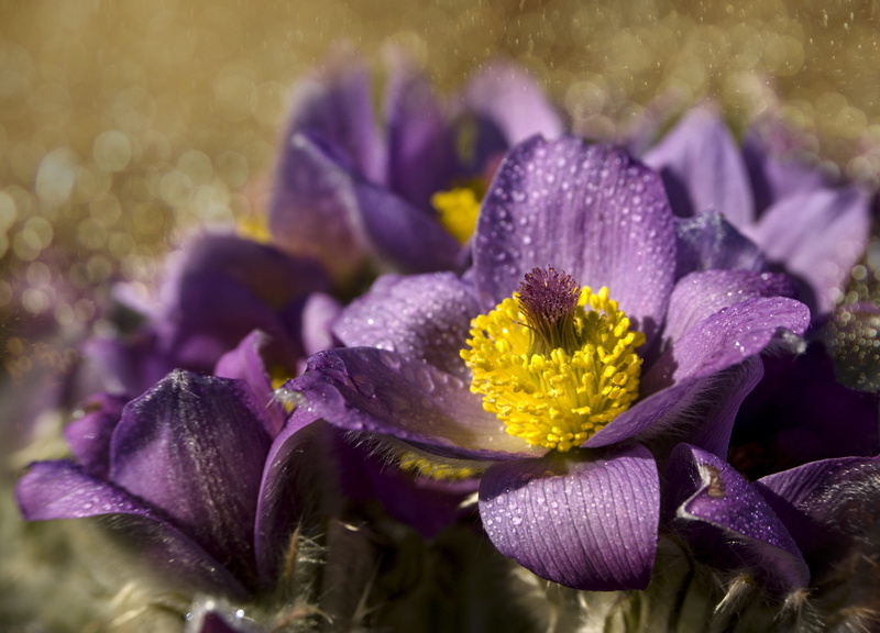 purple, pulsatilla grandis, outdoors, wet, water, flower head, vulnerability, fragility, flowering plant, anemone, dew, no people, 2K, flower, bokeh, close-up