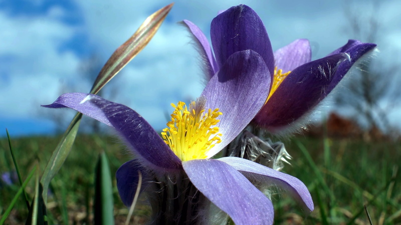 pollen, growth, fragility, pulsatilla, crocus, spring, inflorescence, pulsatilla grandis, beauty in nature, flower head, 2K, flower, vulnerability, flowering plant