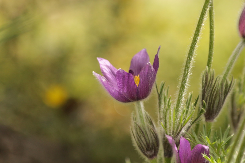 focus on foreground, handsomely, purple, sepal, close-up, beauty in nature, flower head, fresh, no people, vulnerability, the first flowers, phlomis, nature