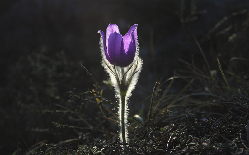 flower backgrounds, buttercup, shine, Download 3840x2400 Pulsatilla, 4K, pulsatilla