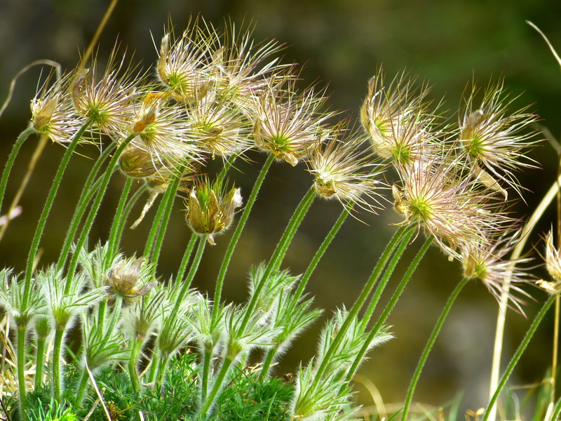 day, beauty in nature, flowering plant, spring, growth, blue, dry plant, pulsatilla vulgaris, plant, field, common pasque flower, tranquility, vulnerability