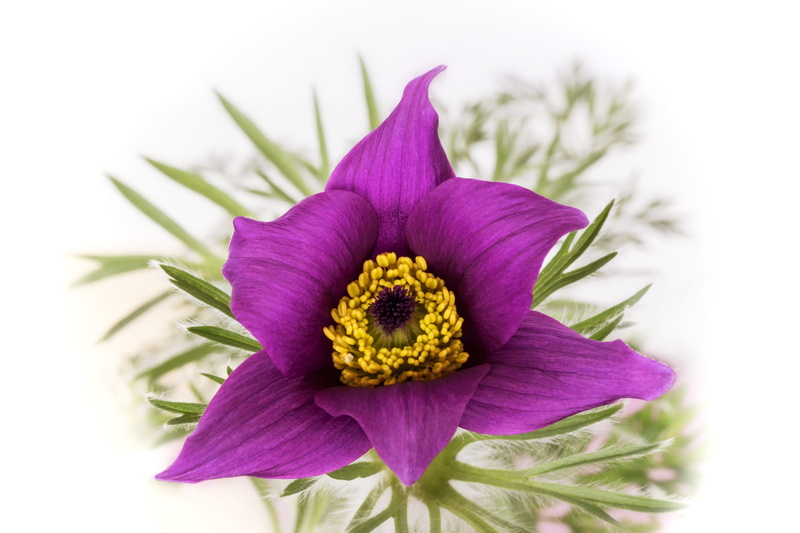 leaf, plants protected, no people, flowering plant, flower head, spring, pollen, plant, flower, plant part, outdoors, closeup, fragility, inflorescence