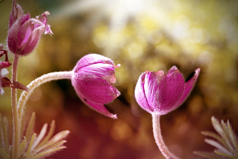common pasque flower, pink color, growth, spring flower, flowers photography, light, petals, lighting, vulnerability, no people, focus on foreground, flower head
