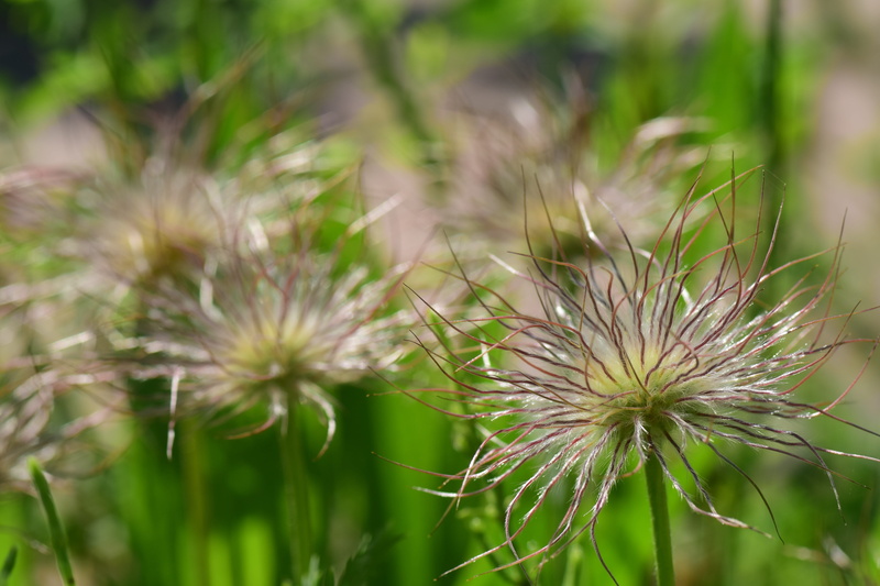 may, vulnerability, field, spring, tranquility, medical, nature, growth, plants protected, selective focus, inflorescence, fragility, flower head, flowering plant