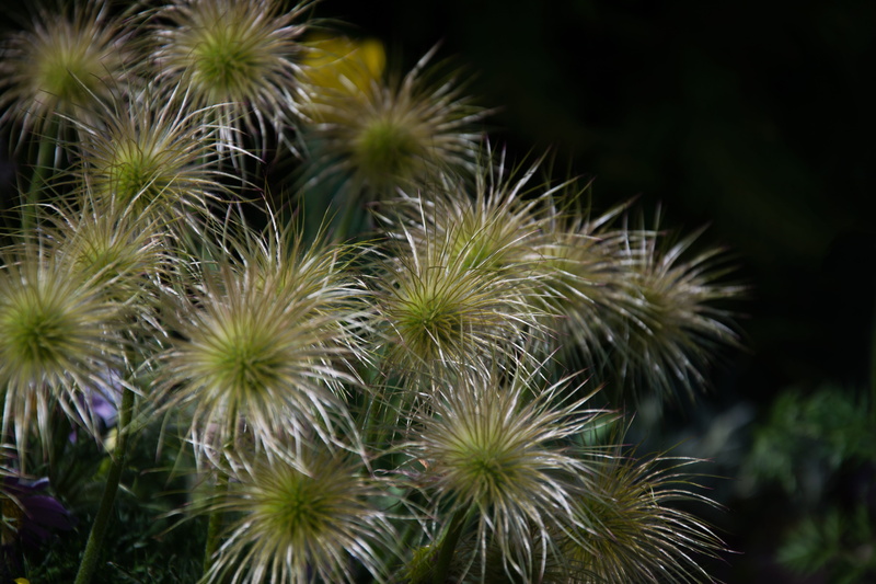 succulent plant, pasque flower, day, flowering plant, tranquility, green color, brown, czech republic, bohemia, vulgaris, 5K, plant, land, close-up, focus on foreground