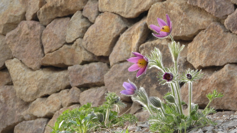 4K, prysk, nature, pasque flower, solid, petal, flower, springtime, flower head, freshness, purple, no people, growth, fragility, rock - object, pink color