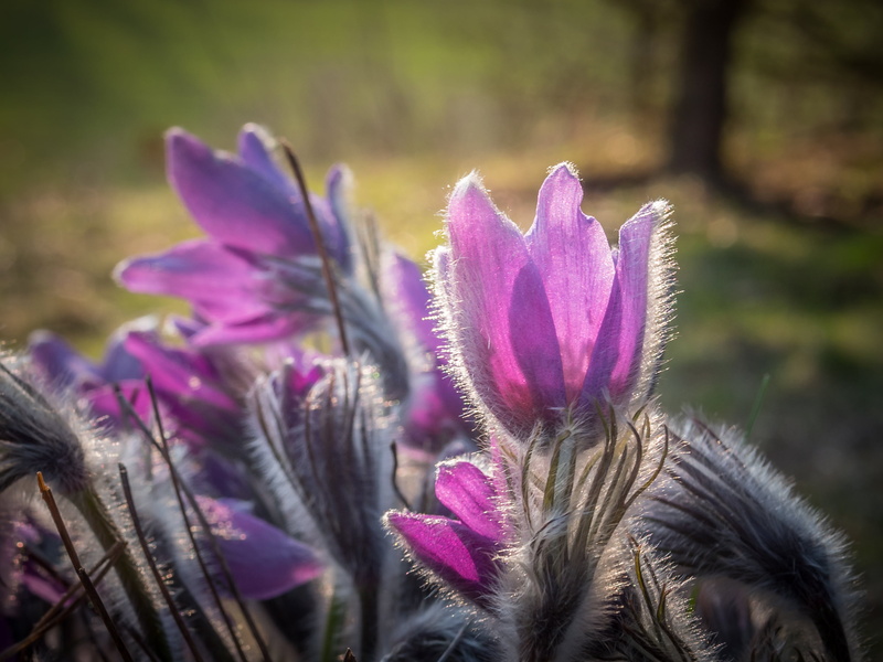 pulsatilla, schellenberg, close-up, 2K, purple, flower, petaled, macro, photo, plant, nature