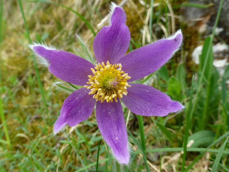 fragility, violet, plant, 4K, inflorescence, flowering plant, no people, growth, blossom, purple, vulnerability, beauty in nature, field, nature, pulsatilla