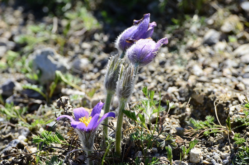 pulsatilla grandis, close up, pasque flower, 4K, freshness, vulnerability, field, garden, close-up, flowering plant, sunlight, bloom, spring, growth, land