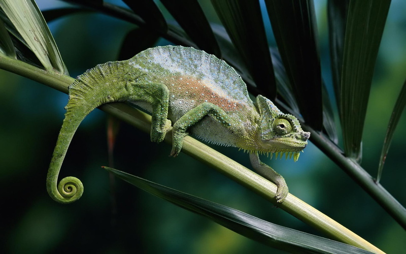 chameleon, brown, 1080P, lizard, close, green, panther chameleon, panther, white, leaves, stem, nature, close up