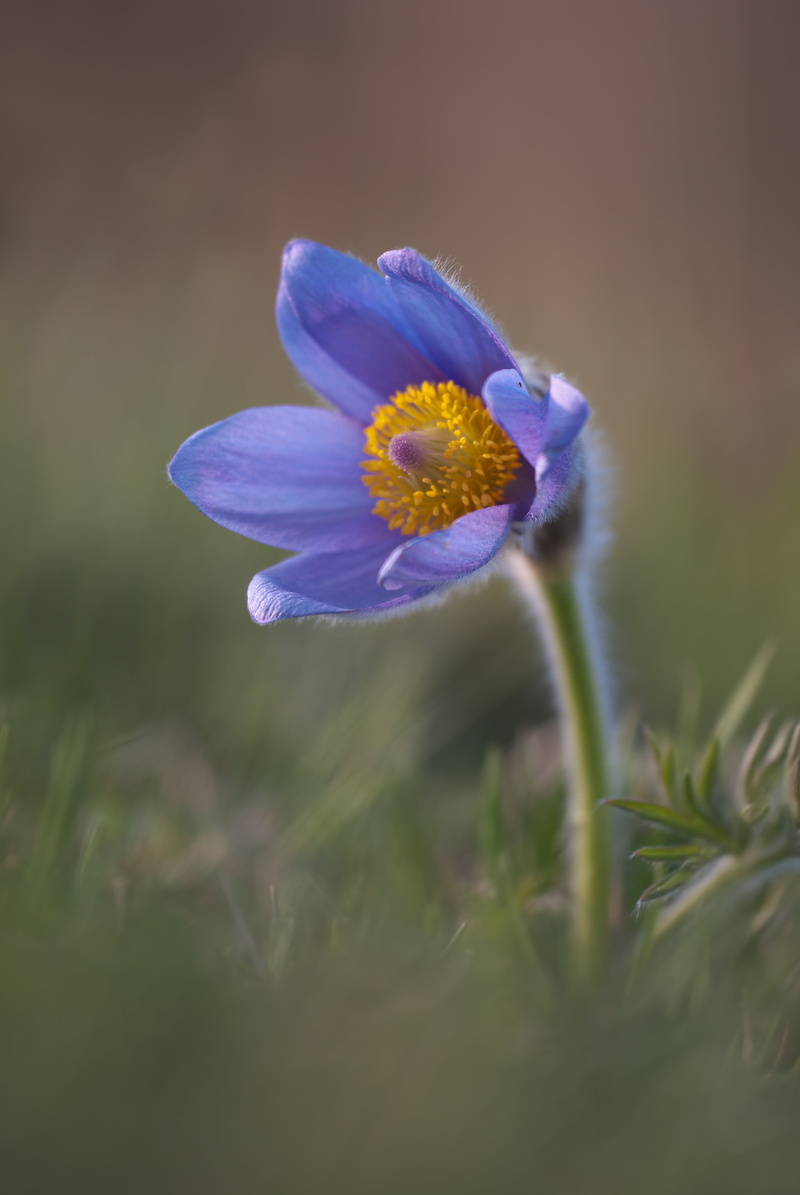 freshness, meadow, pollen, close-up, petal, selective focus, 4K, hairy, pulsatilla vulgaris, bloom, blossom, flowering plant, violet, nature, purple, growth