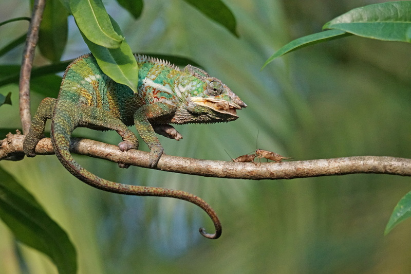 side view, no people, focus on foreground, branch, outdoors, iguana, chameleon, full length, animal wildlife, grille, reptile, animal themes, day, 5K