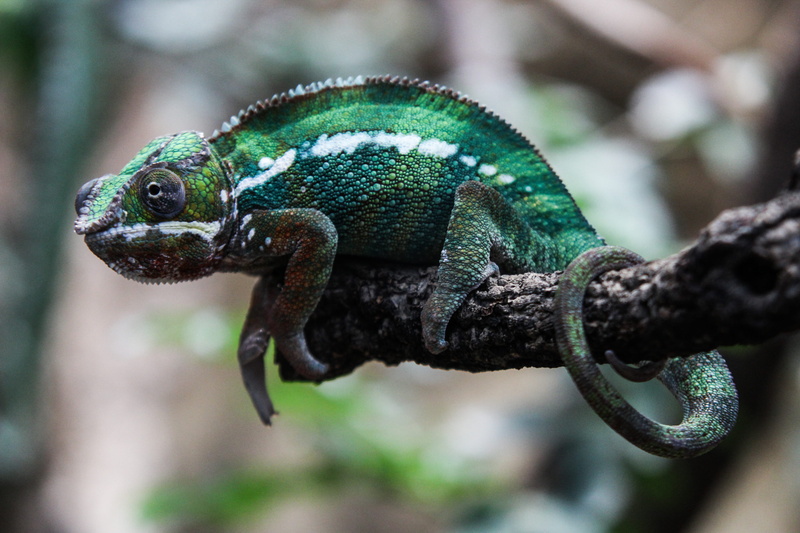 vertebrate, green lizard, gecko, germany, animal, nature, green color, animal body part, plant, iguana, focus on foreground, jaguar, berlin, green, no people