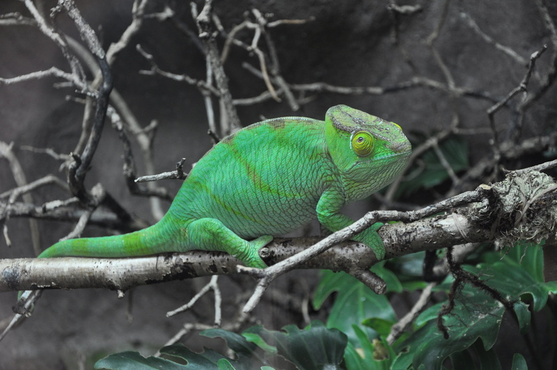 focus on foreground, animal wildlife, chameleon, animal themes, mammal, perch, gecko, day, no people, 4K, nature, lizard, green lizard, animal, plant