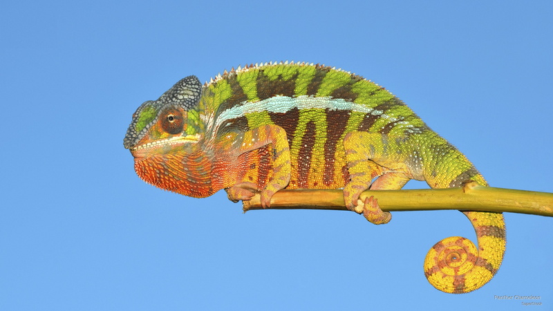 chameleon, Animals, 2K, panther