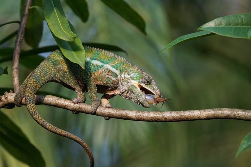 vertebrate, outdoors, reptile, lizard, 5K, close-up, plant, animals in the wild, food, animal wildlife, eat, green color, animal, focus on foreground