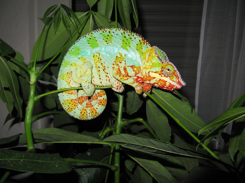 green color, plant part, freshness, 4K, animals in the wild, close-up, chameleon, animal, food and drink, animal themes, one animal, plant, vulnerability