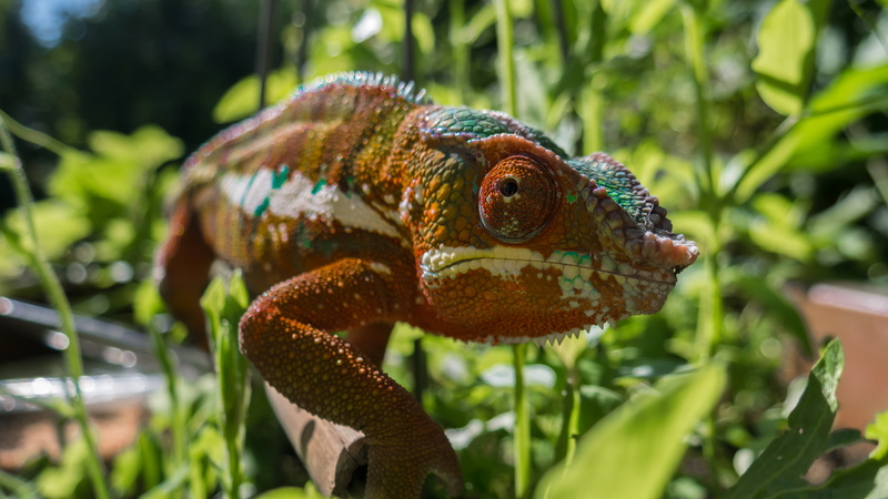 animal themes, 4K, scaly, head, nature, reptile, day, focus on foreground, one animal, plant part, animals in the wild, iguana, animal, color, animal wildlife