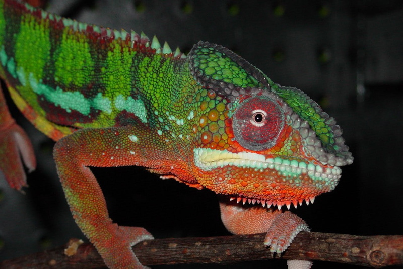 iguana, one animal, animal, branch, animal eye, animal scale, rainforest, vertebrate, focus on foreground, animal themes, chameleon, animal body part, close-up