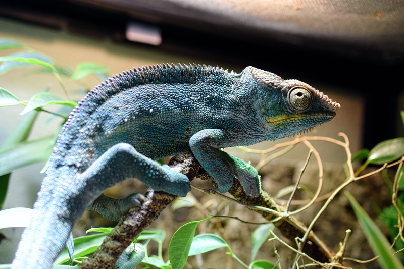 animal body part, nature, animal, focus on foreground, iguana, animal themes, 5K, animal eye, animal head, animals in the wild, one animal, branch, no people