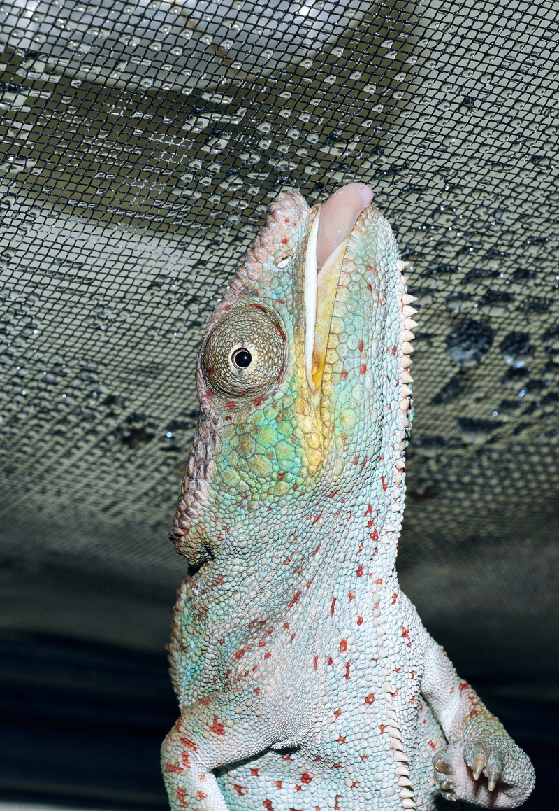 food, terraristik, fish, animal scale, one animal, head, animals in the wild, animal eye, body part, panther chameleon, lizard, day, reptile, no people