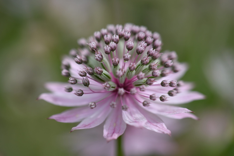 inflorescence, petal, fragility, flower head, vulnerability, focus on foreground, wildlife, nature, purple, day, flower, outdoors, softness, close-up, beauty in nature