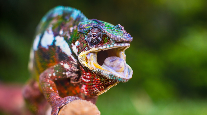 focus on foreground, profile view, French, Travel, parc national, Maronsetra, national highway, mouth, close-up, lizard, Malagasy, outdoors, reptile, Canadian