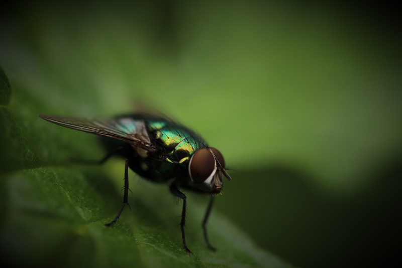 housefly, green Color, perched, animal, invertebrate, day, one animal, extreme close-up, mosquito, bottle, fly, brown, animal eye, animal wing, plant part
