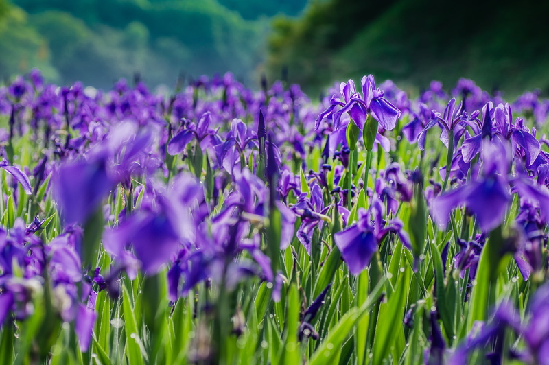 nature, Mura, Tamron, Macro, Yokohama, sunrise, Furusato, Japanese iris, springtime, 90mm, blue, F2.8, SLT-A57, summer, lavender, flower, flowers, 4K