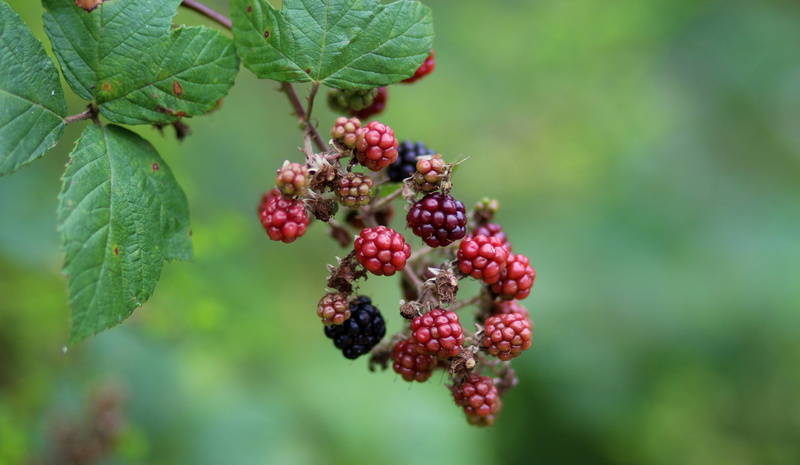 freshness, blackberry - fruit, 5K, fruit, close-up, forest, berry, wild, day, food and drink, mura, wellbeing, berry fruit, green color, tree, leaf, plant part