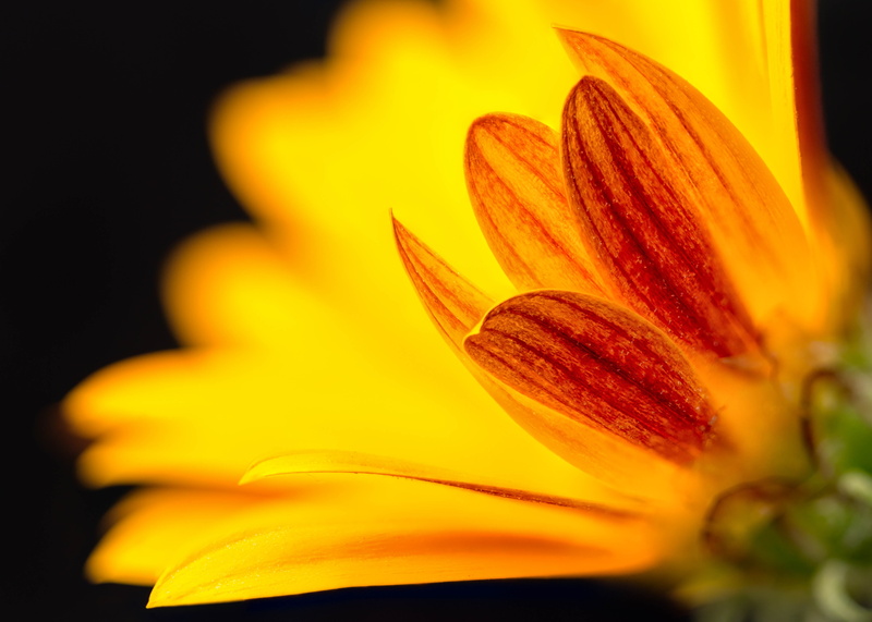 Denver Botanic Gardens, floral, summer, Stacker, photography, petaled, Flames, Colorado, nature, flowers, daisies, red, focus, focus stacking, Zerene, yellow
