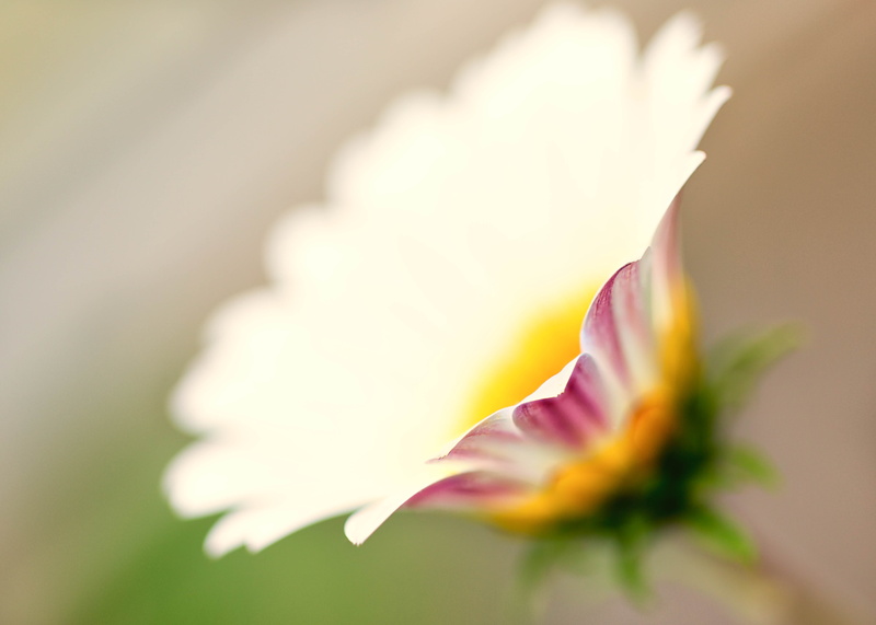 white Daisy, photo, floral, plant, flower, Colorado, flower Head, selective, colors, single Flower, indoor, beauty In Nature, daisies, flower  flower, daisy