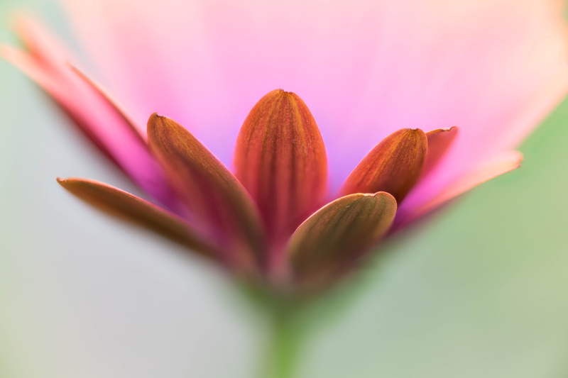 nature, daisies, Daisy, water Lily, plant, Stacker, beauty In Nature, Denver Botanic Gardens, petals, close-up, botany, flower, floral, African, macro