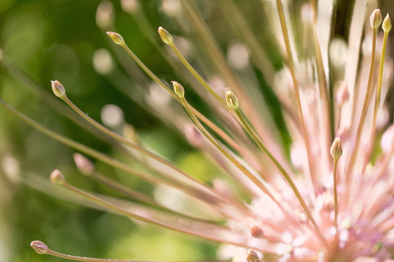 5K, Colorado, nature, green Color, closeup, focus, flowers, Zerene, spring, flower  flower, Allium, Stacker, petaled, floral, macro, photo, selective focus