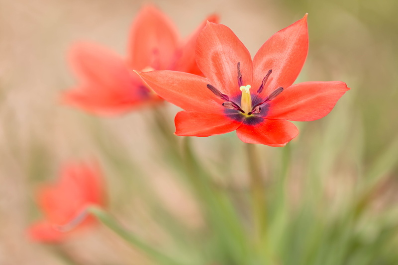 bulbs, Denver Botanic Gardens, beauty In Nature, macro, nature, Stacker, 5K, Colorado, red, pink Color, flower Head, focus stacking, petal, tulip, summer