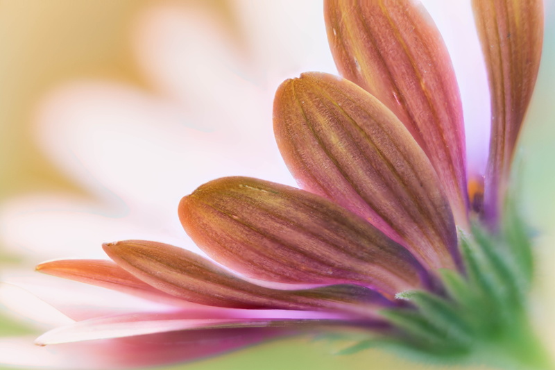 pink, close-up, beauty In Nature, flower Head, plant, Denver Botanic Gardens, daisies, 5K, petal, closeup photography, focus stacking, Zerene, flower