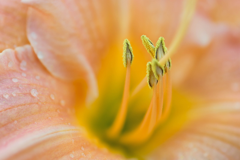 macro, Denver Botanic Gardens, floral, Zerene, botany, focus stacking, 5K, close-up, daylilies, micro, daylily, Stacker, closeup, petal, nature, plant