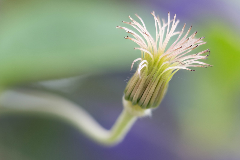 flower, plant, summer, Clematis, macro, Stacker, Denver Botanic Gardens, Head, white, Zerene, closeup, 4K, nature, close-up, scenery, floral, daytime