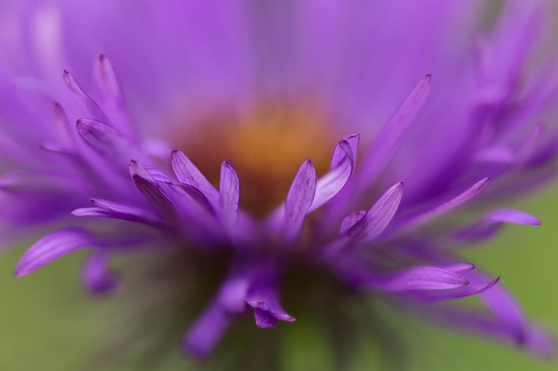 flowers, closeup, macro, beauty In Nature, petal, pink Color, flower Head, purple, focus stacking, photography, Zerene, 5K, close-up, Aster, summer, Stacker
