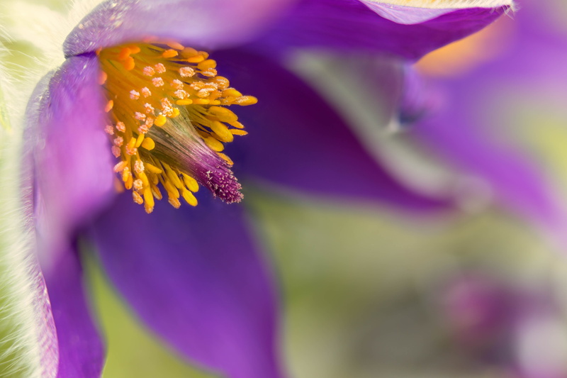 nature, Zerene, purple, photography, focus, spring, Colorado, floral, pulsatilla, flower  flower, 5K, flower, petal, Stacker, Denver Botanic Gardens, macro