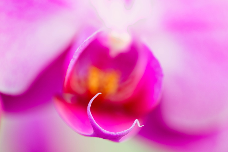 flower, purple, focus stacking, orchids, floral, Colorado, 5K, selective focus, Denver Botanic Gardens, focus, Serene, Stacker, selective, closeup, flowers