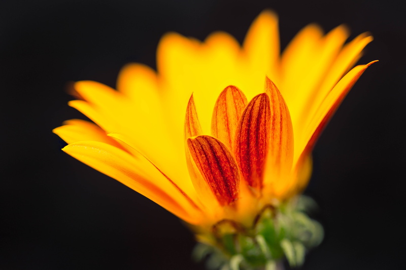 plant, yellow, summer, indoor, petal, floral, Gazania, Denver Botanic Gardens, single Flower, closeup, Colorado, 5K, photo, beauty In Nature, orange  red