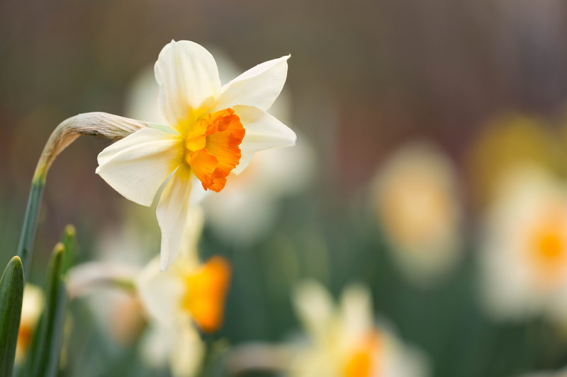 springtime, bulbs, flower, flower  flower, white, summer, Denver Botanic Gardens, Colorado, daffodil, Stacker, flower Head, floral, flowers, close-up, Daffodils