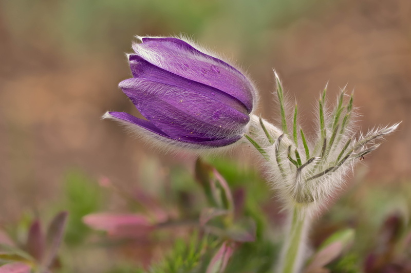4K, Zerene, floral, Stacker, purple, closeup, Pasque Flower, shallow, focus, shallow focus, Denver Botanic Gardens, pulsatilla, flower  Flower, macro