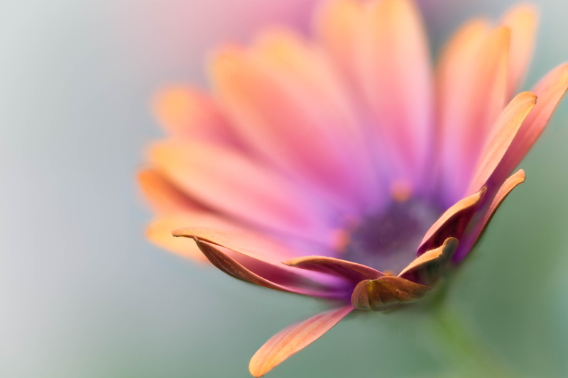 macro, flowers, flower, Denver Botanic Gardens, pink Color, purple, Stacker, daisies, Colorado, yellow, floral, Daisy, flower  flower, petals, flower Head