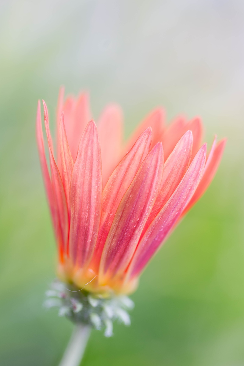 floral, summer, focus stacking, Colorado, flower Head, peach-colored, pink, nature, colored, Stacker, daisies, plant, Denver Botanic Gardens, micro, Daisy