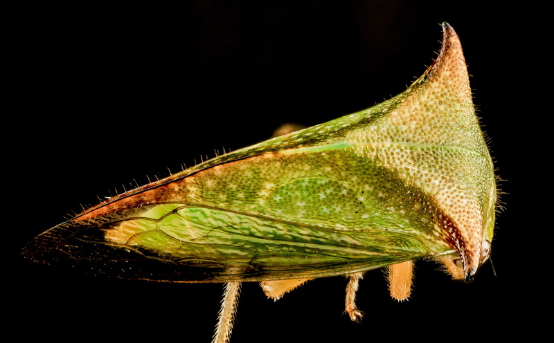 Animal, StictocephalaBisonia, Insect, beltsville, maryland, one animal, arthropod, plant, growth, leaf, black background, studio shot, treehopper, nature